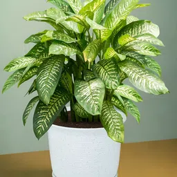 Kuber Industries Marble Sawera White & Peach 4 Pieces Planters With Tray image 2