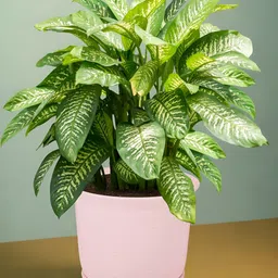 Kuber Industries Marble Sawera Pink 2 Pieces Planters With Tray image 4