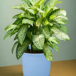 Kuber Industries White & Beige 3 Pieces Marble Finish Planters With Tray image 2