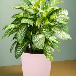 Kuber Industries Beige & Pink 2 Pieces Marble Finish Planters With Tray image 3