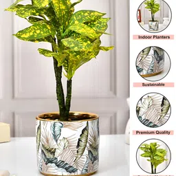 TAYHAA White & Beige Printed Ceramic Planter image 5