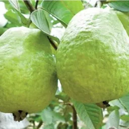 risenshine Guava Plant image 2