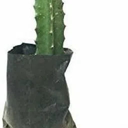 bahan traders Dragon Tree-picture-19