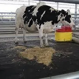 jindal king HEAVYHY BLACK COLOUR| COW MAT | COW MAT Long Lasting Waterproof Cow, Dog, Hamster, Guinea Pig, Miniature Pig Pet Mat-picture-18