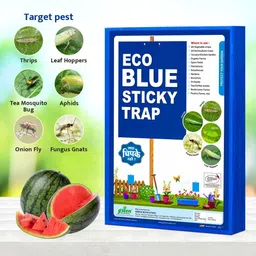 green revolution ECO Blue Sticky Trap For Garden and Farm, To control Thrips, Aphids, Leaf Miner. image 4