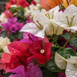 giftzhub Baugainvillea Plant-picture-24