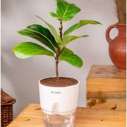 kyari Ficus Lareta/Fiddle Fig Plant With Self Wateringing 4Inch Pot- White image 2