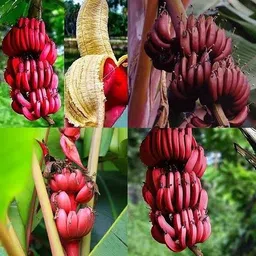 rudraecom Banana Plant-picture-21