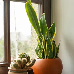 petalpath Snake Plant image 4