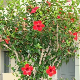 aquinnah Hibiscus Plant-picture-44