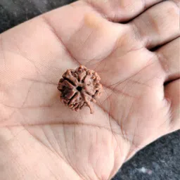 jupiter speaks 4 Mukhi Ganesh Rudraksha Nepal Lab Certified, 100% Original Four Face Ruthratcham Size 18-21 mm Natural Brown Color for Men and Women Wood Pendant image 2