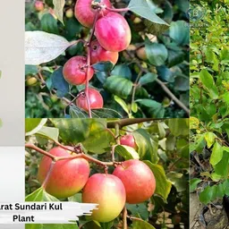 petalpath Ber Apple Plant image 3