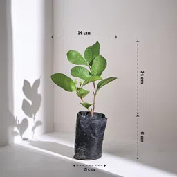 krishnanursery Guava Plant image 4