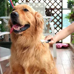 s.blaze Combo of 2 Pet Grooming Comb Slicker Brush, Ticks, Fleas & Tangles Remover Blue Plain/ Bristle Brushes forDog & Cat image 4