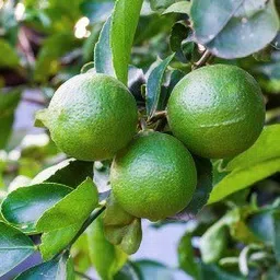 minatigreenhouse Lemon Plant image 2