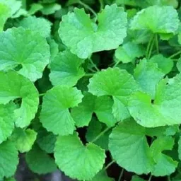 thankuni Latania Palm Plant image 3