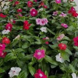 nayantara Nasturtium Plant image 5