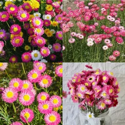sbains Acroclinium seeds for planting no of seeds 32 Seed image 3