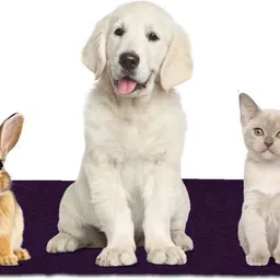 newnik Absorbent Waterproof Reusable Pee, Sleep & Training Pads,PURPLE, Small Dog, Cat, Rabbit Pet Mat image 1