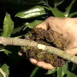 SPHAGNUM MOSS GRASS FOR AIR LAYERING OF PLANTS Potting Mixture-image-12