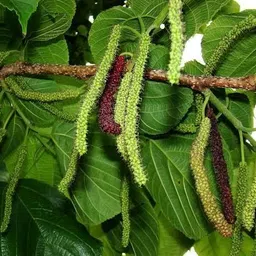 ayushgreenplant Shahtoot/Mulberry Plant image 3
