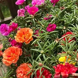 amajit Portulaca seeds,Moss Rose flower seeds,9 o clock flower seeds,Sun Rose seeds, Seed image 2