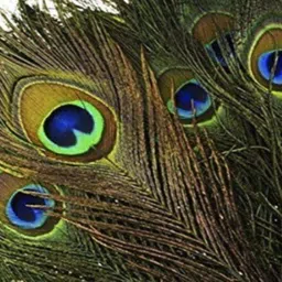 raga plus Pack of 25 Decorative Feathers image 2