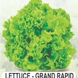 sk organic Combo pack of Lettuce Green - Iceburg-Red seeds Seed image 2