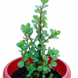 skplants Jade Plant image 2