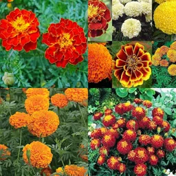 ibains Marigold seeds mixed pack of 51 Seed image 2