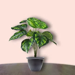 go hooked Artificial Monstera Plant With Nursery Pot | 12 Green Patterned Leaves Artificial Plant with Pot image 5