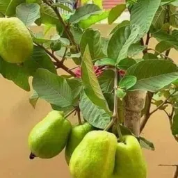 afartiobina Guava Plant-picture-15
