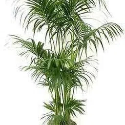 aquinnah Areca Palm-picture-14