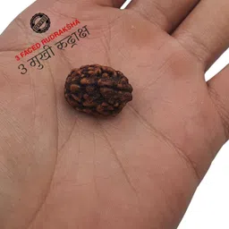 bhakti kripalu store NATURAL 3 MUKHI ORIGINAL RUDRAKSHA NEPALI ORIGINAL FOR MEN AND WOMEN Wood Necklace-picture-23
