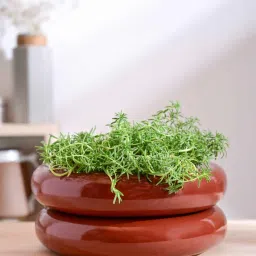 ugaoo Tiny Kisses Double Terracota Ceramic Planters image 1