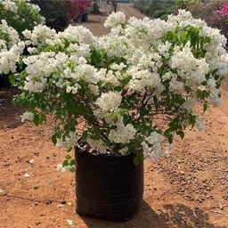 mamoni traders Bougainvillea Plant-picture-35