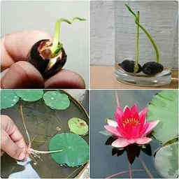chemco Lotus Seeds/ Plant Seeds, A Grade Quality Seed image 3