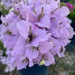 mamoni traders Bougainvillea Plant-picture-34