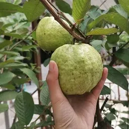 breezy blooms Guava Plant-picture-15