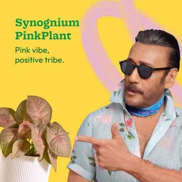 ugaoo Syngonium Plant image 2