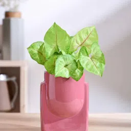 Magenta Ceramic Planter-image-59