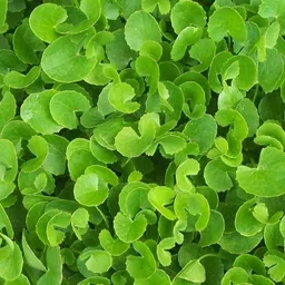 samarthgreen Centella Plant image 4