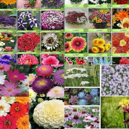 ibains Flower seeds for all seasons no of seeds 100 Seed image 2
