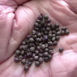 deys agro ® organic malabar spinach seeds,f1 hybrid poi saag seeds 128 Seed image 4