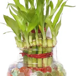 rgdecor Magic Crystal Water Jelly Balls [Multicolour] used for Decoration [Pack of 1000 pcs. water balls Aprrox.] image 3