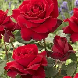 cloud farm Rose Plant image 3