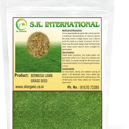 SK Organic Bermuda Lawn Grass seeds for Garden and Farmhouse Seed-picture-21