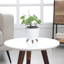 ugaoo Betel leaf (Magai Paan) Plant With Lagos White Plastic Pot image 1