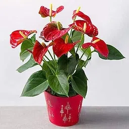 lifeshowme Anthurium Plant-picture-18