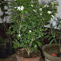 breezy blooms Madhu Kamini Plant-picture-31